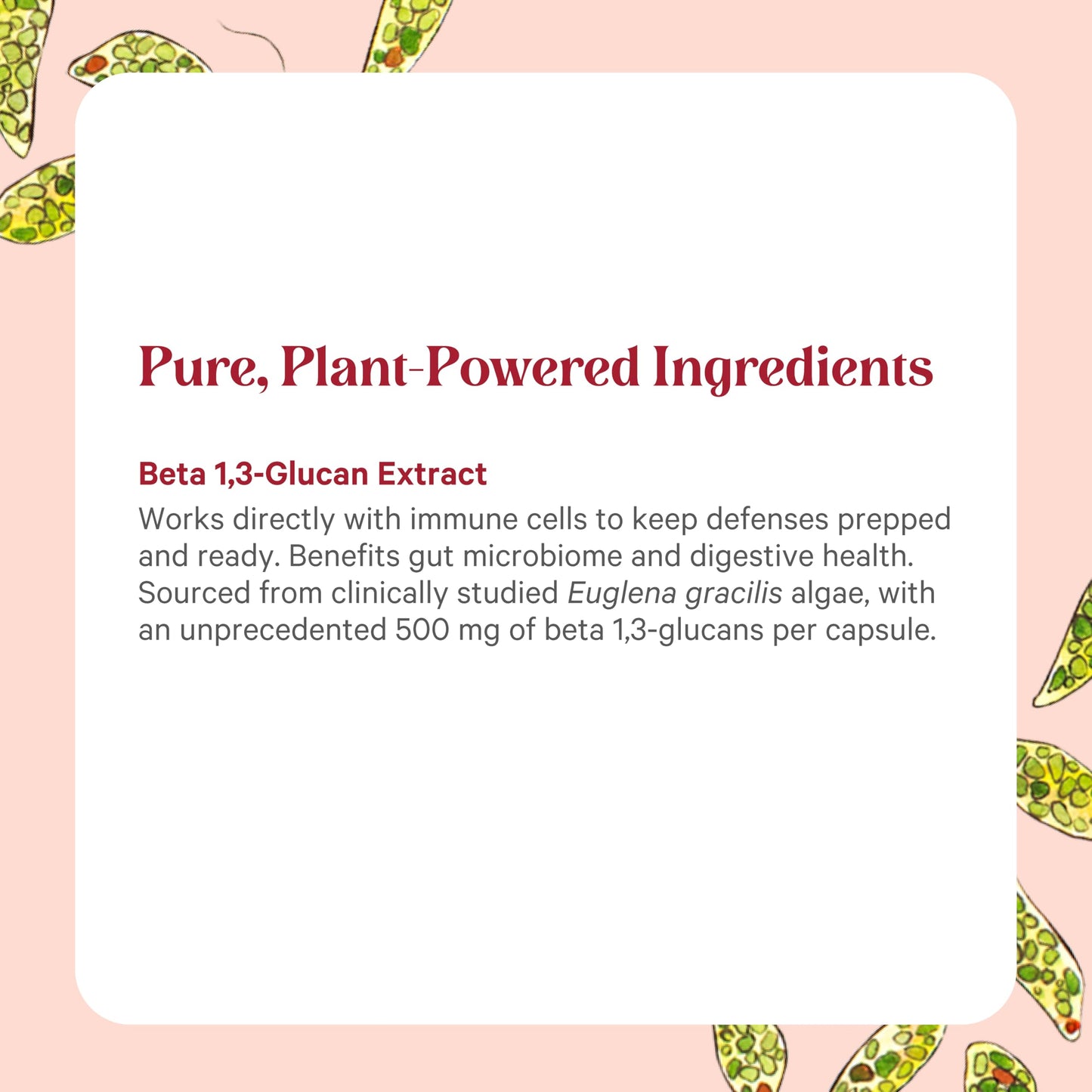PURE SYNERGY SuperPure Beta 1,3-Glucan Extract – 500 mg, Algae-Based Immune & Digestive Support (60 Capsules)