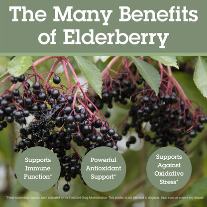 Quantum Health Black Elderberry Supplement – Sambucus Nigra Extract 400mg | Immune Support, 60 Capsules
