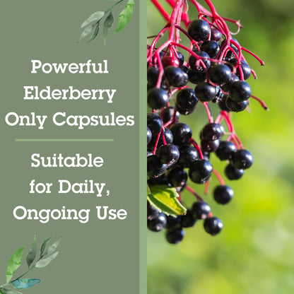 Quantum Health Black Elderberry Supplement – Sambucus Nigra Extract 400mg | Immune Support, 60 Capsules