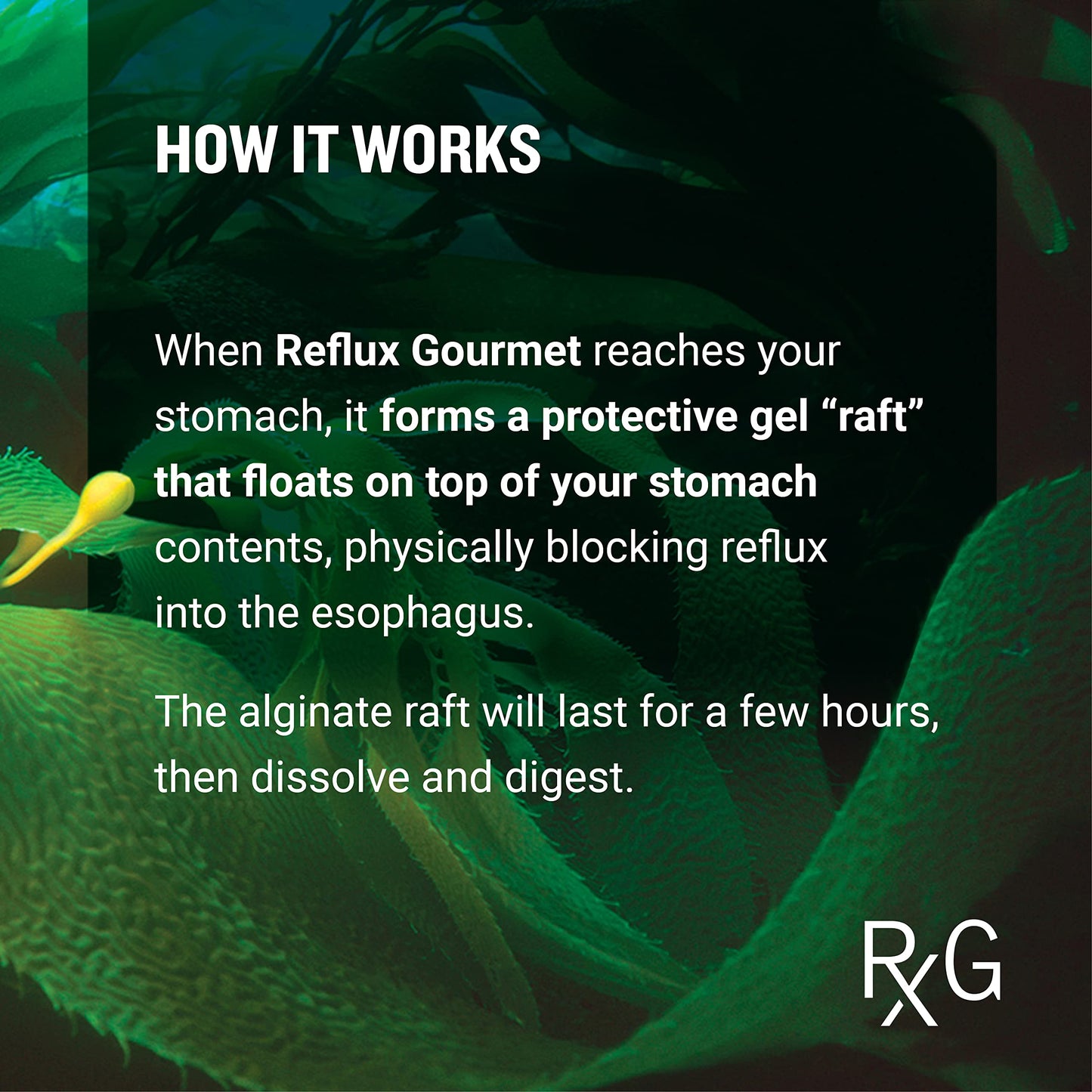 REFLUX GOURMET Mint Chocolate Rescue – All-Natural Alginate Therapy for Reflux & Heartburn Relief