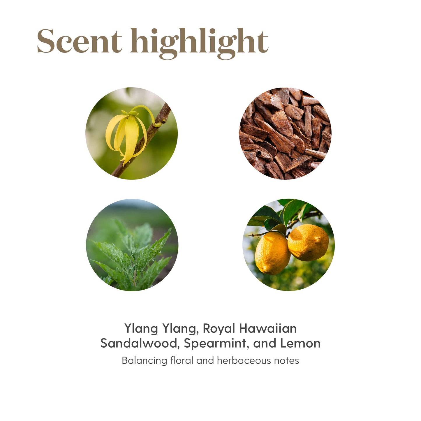 Release 15ml Essential Oils by Young Living Essential Oil