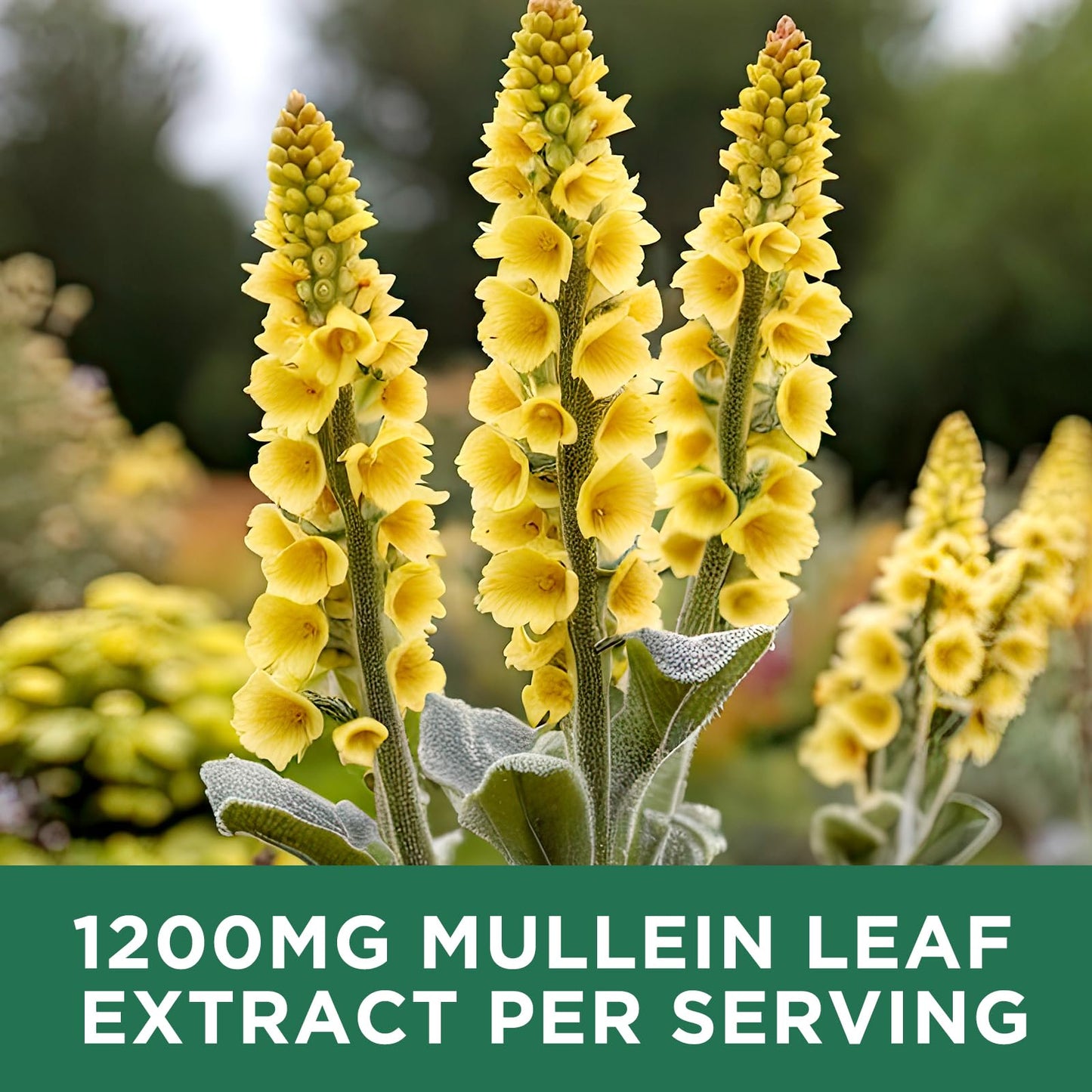 ReviNutra Mullein Drops for Lungs – 1200mg Mullein Leaf Liquid (2 fl oz)