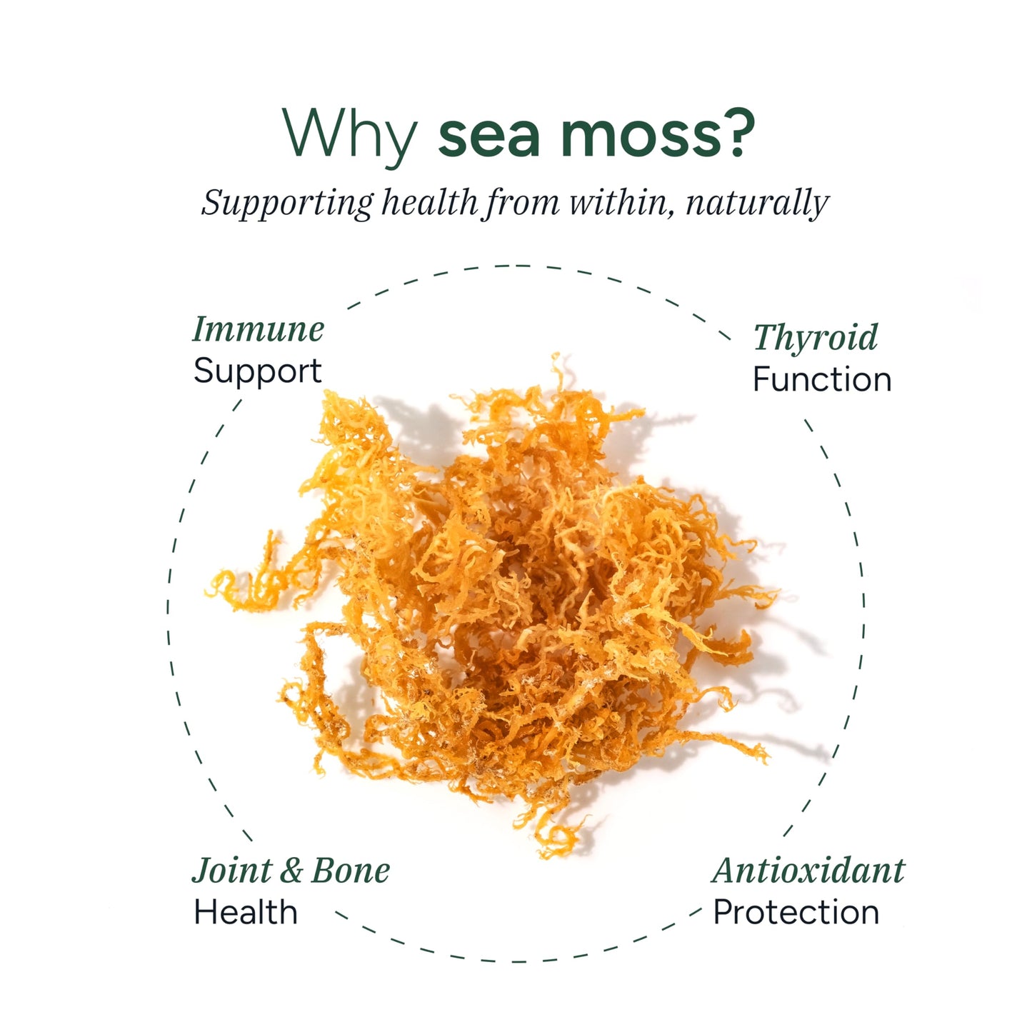ROOT LABS Sea Moss Gummies – 92+ Minerals, KSM-66 Ashwagandha, Black Seed Oil | 60 Gummies