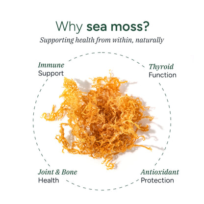 ROOT LABS Sea Moss Gummies – 92+ Minerals, KSM-66 Ashwagandha, Black Seed Oil | 60 Gummies