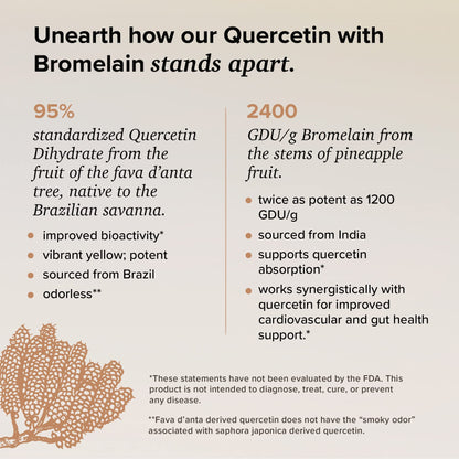 Rootcha Quercetin with Bromelain – 120 Capsules | Bioactive Fava d'anta Quercetin + Bromelain