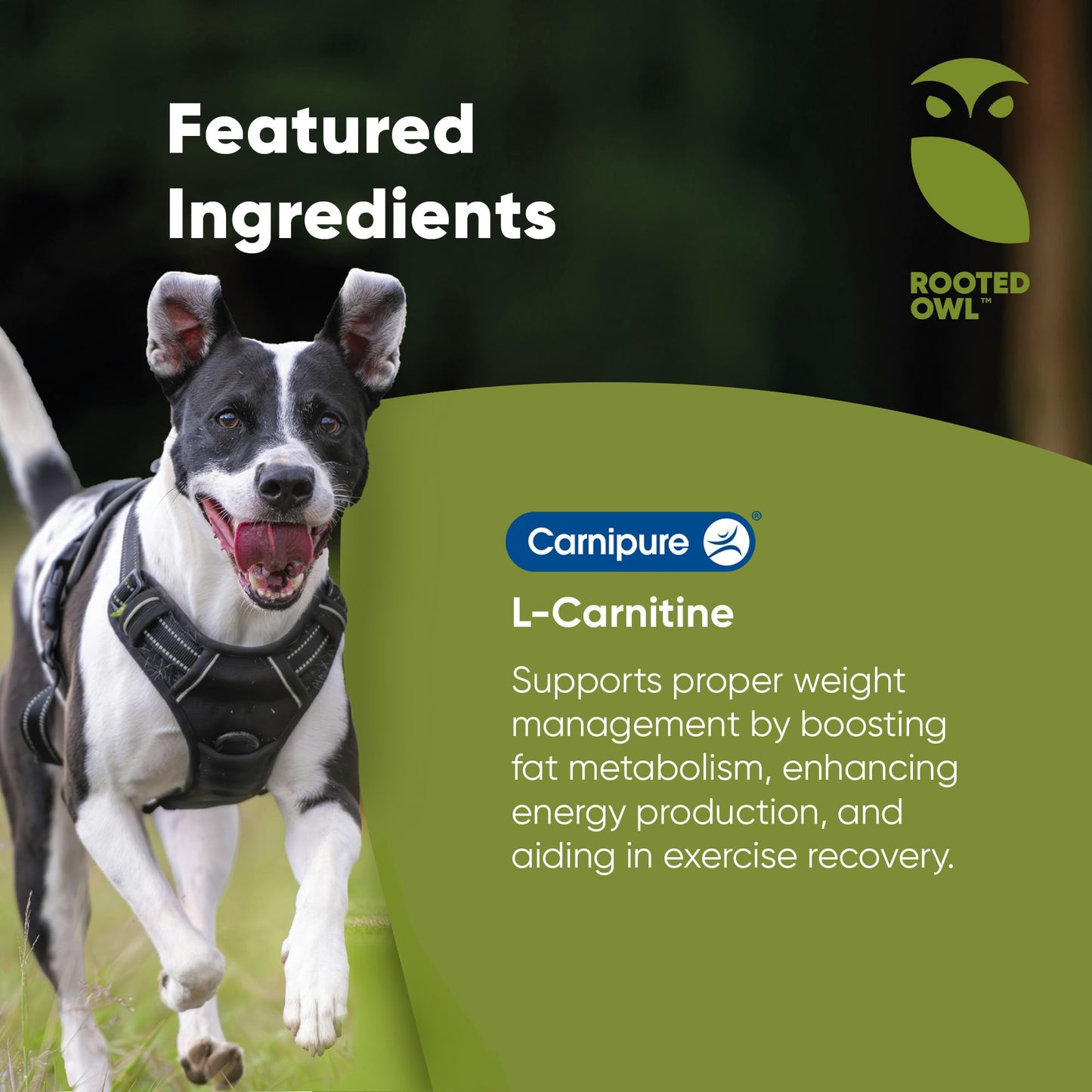 Rooted Owl Metabolism Support - L-Carnitine Supplement for Dogs & Cats to Support Healthy Weight - 60 Count