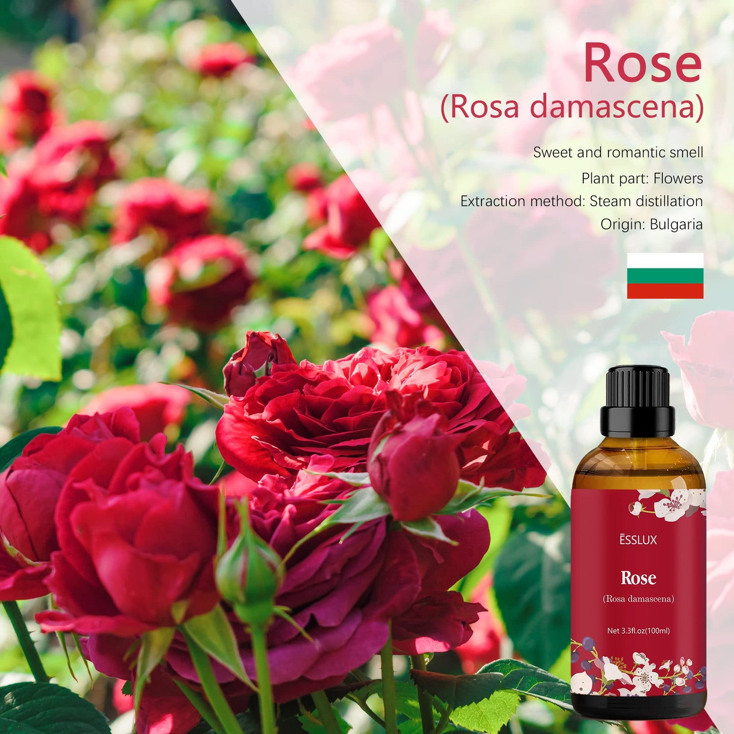 Rose Essential Oil 100ml – ESSLUX Aromatherapy for Diffuser, Massage, Candles