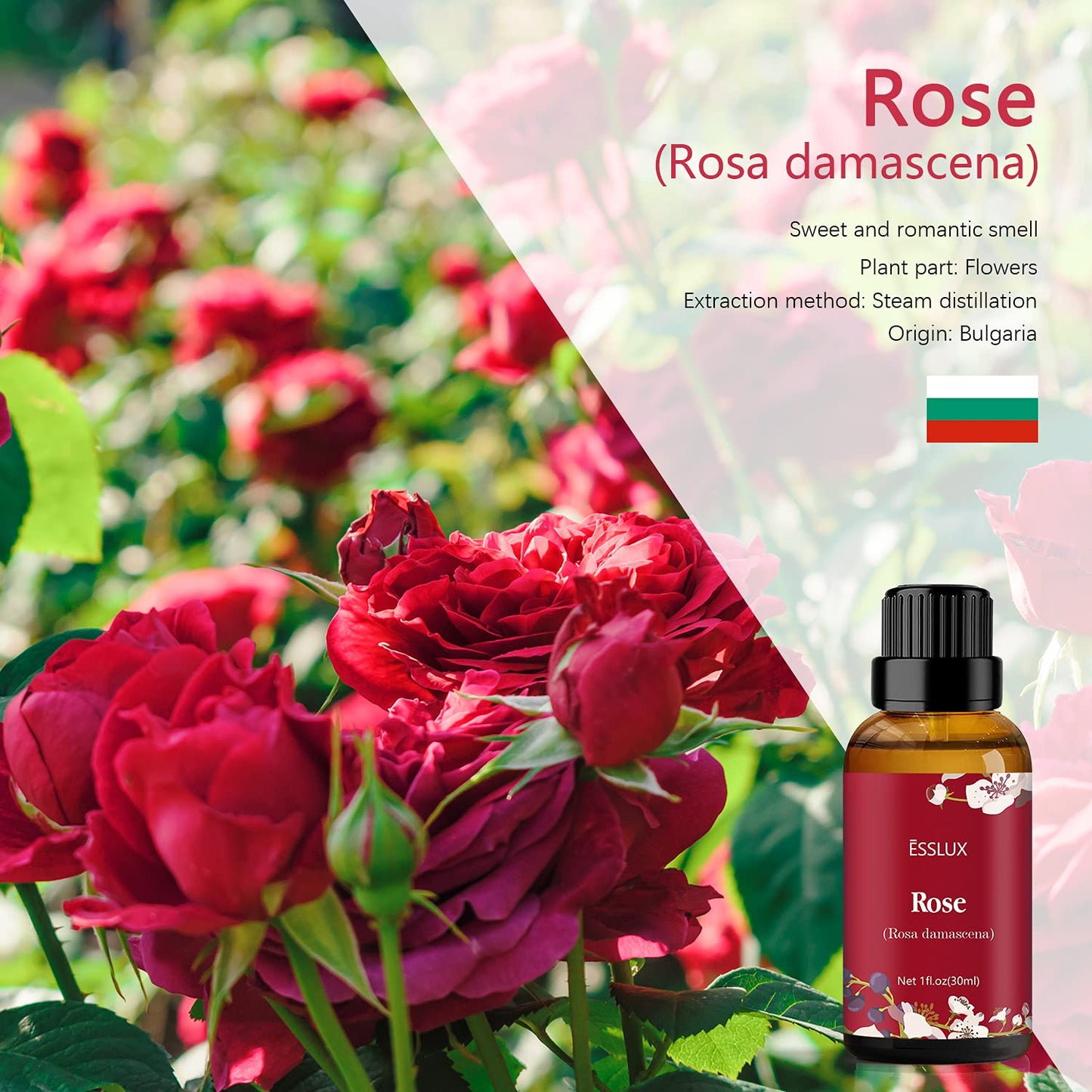 Rose Essential Oil | Esslux Aromatherapy – 30 ml (Diffuser, Massage, Soap, Candles)