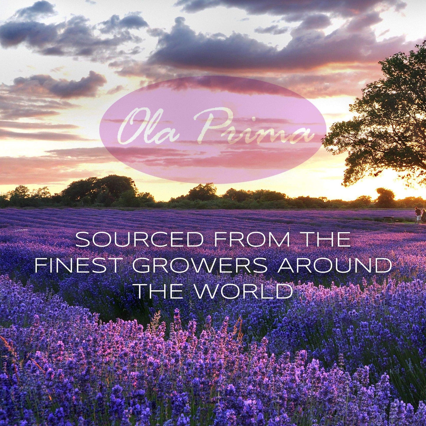 Ola Prima Oils 8oz Rose Geranium Essential Oil - Therapeutic Grade