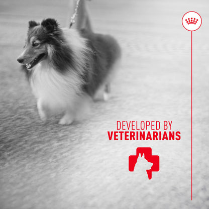 Royal Canin Skin & Coat Soft Chews for Adult Dogs – 60 Count
