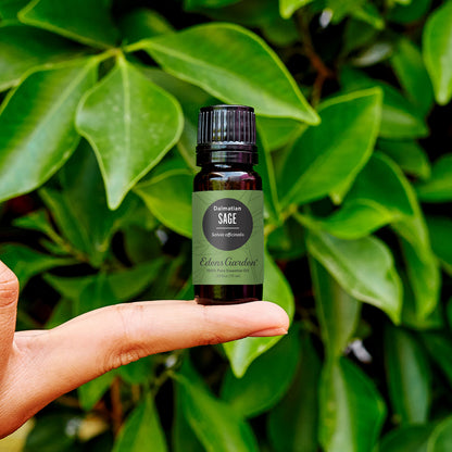 Edens Garden Sage-Dalmatian Essential Oil 10 ml – 100% Pure & Premium Grade
