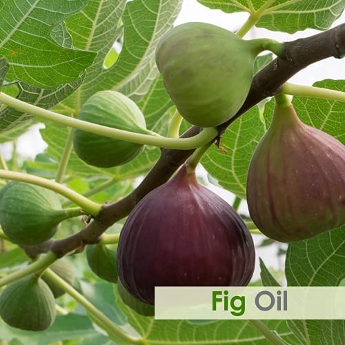 Salvia Fig Oil – Pure & Natural Fig Oil for Skin & Hair Care (100 ml) | Moisturize, Nourish, Rejuvenate