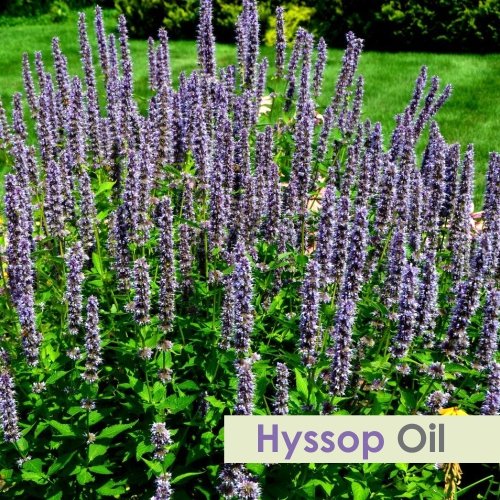 Salvia Hyssop Oil (Hyssopus Officinalis) - 15ml | Pure Essential Oil