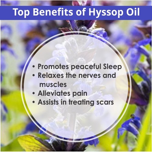 Salvia Hyssop Oil (Hyssopus Officinalis) - 15ml | Pure Essential Oil