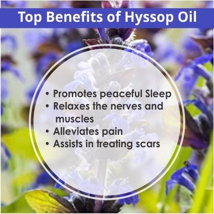 Salvia Hyssop Oil (Hyssopus Officinalis) - 15ml | Pure Essential Oil