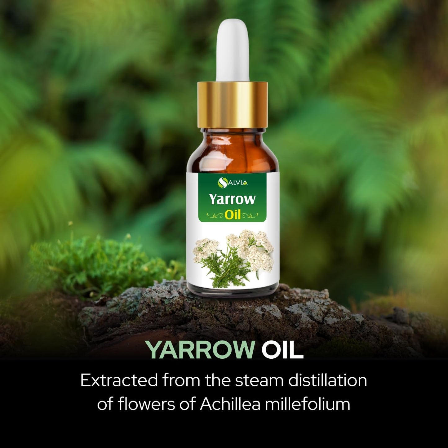 Salvia Yarrow Essential Oil – Pure & Natural Undiluted (100 ml) with Dropper | Therapeutic Grade