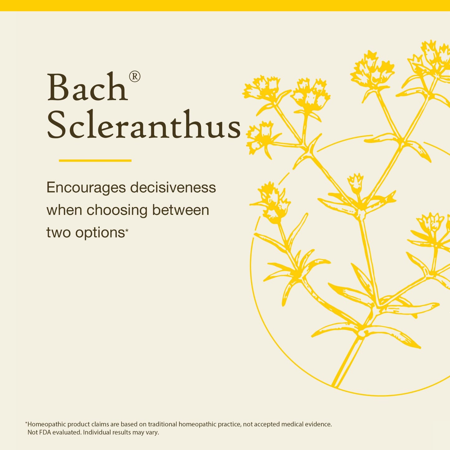Bach Scleranthus Original Flower Remedy – Be Decisive | 20mL Dropper