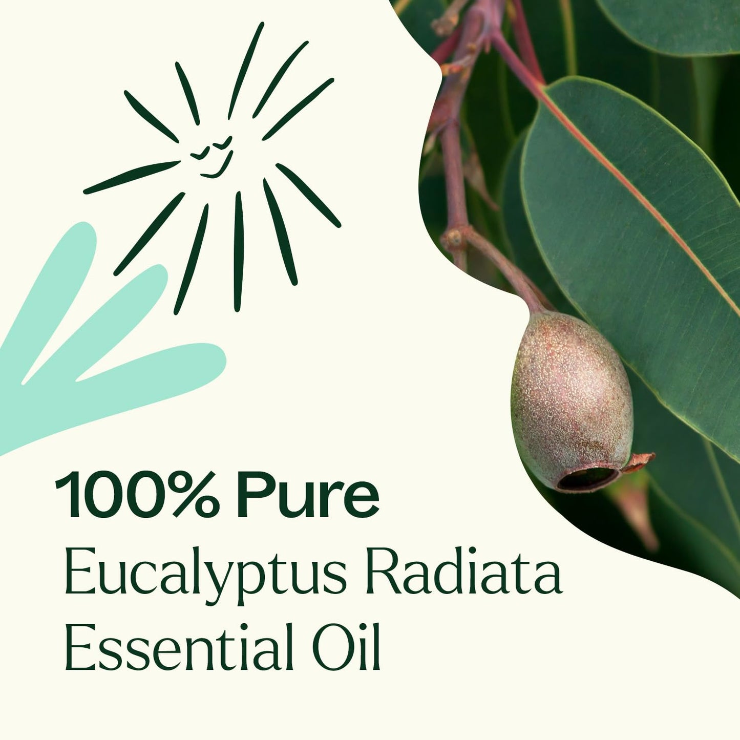 Plant Therapy Eucalyptus Radiata Essential Oil 30 mL (1 oz) - 100% Pure