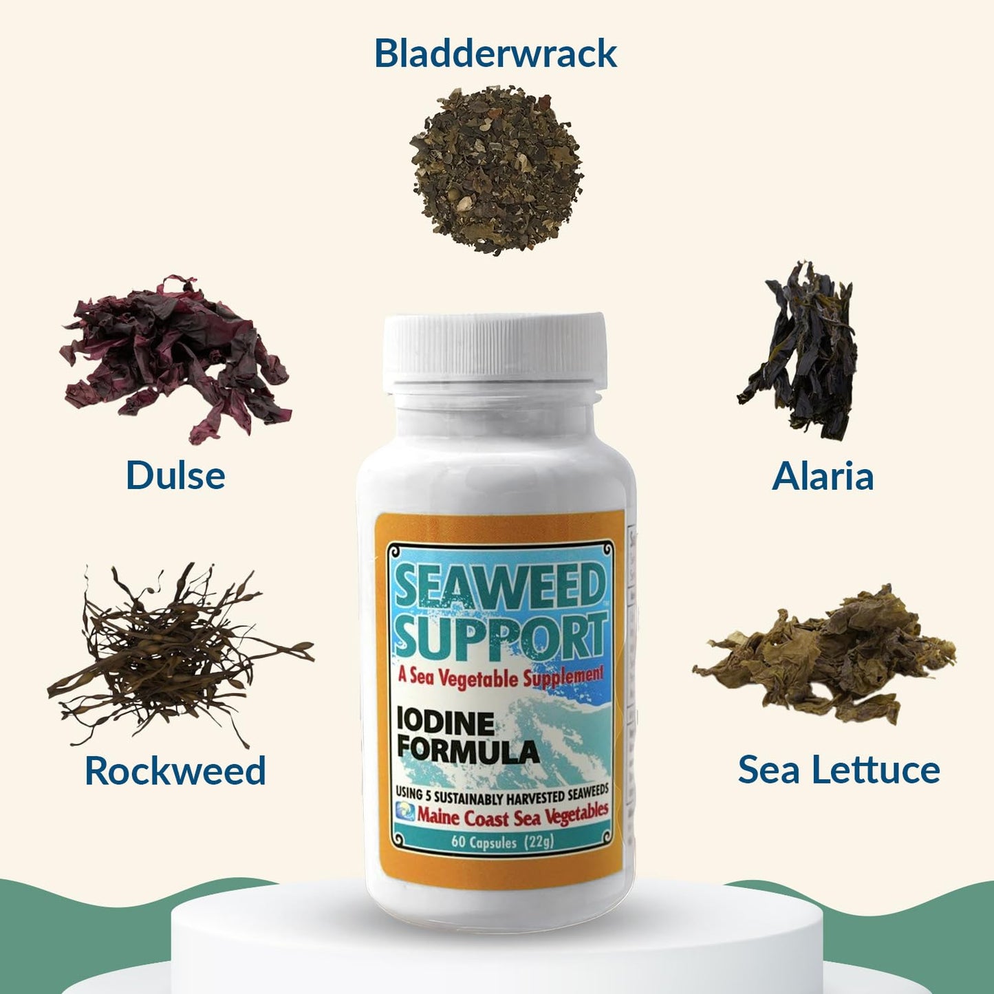 Maine Coast Sea Vegetables Seaweed Support Iodine Formula | Source of Iodine from Seaweed | Daily Use Iodine Supplement | Organic Alaria, Rockweed, Sea Lettuce, Dulse & Bladderwrack blend | 60 Capsule