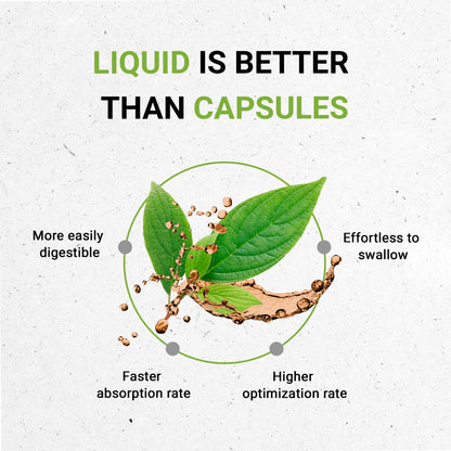 Secrets of the Tribe Kola Nut Tincture Alcohol-Free Extract (4 oz) - Cola Acuminate