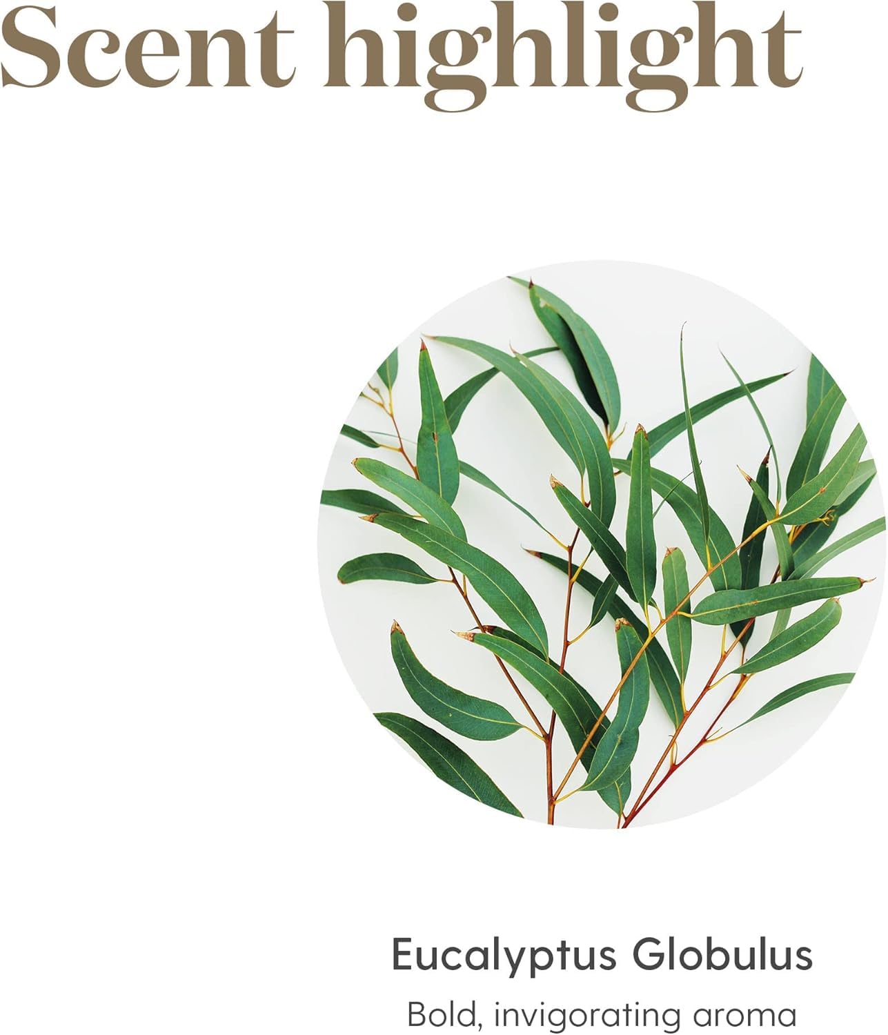 Young Living Eucalyptus Globulus Essential Oil 15ml – Pure & Revitalizing Aromatherapy | Topical & Aromatic Support