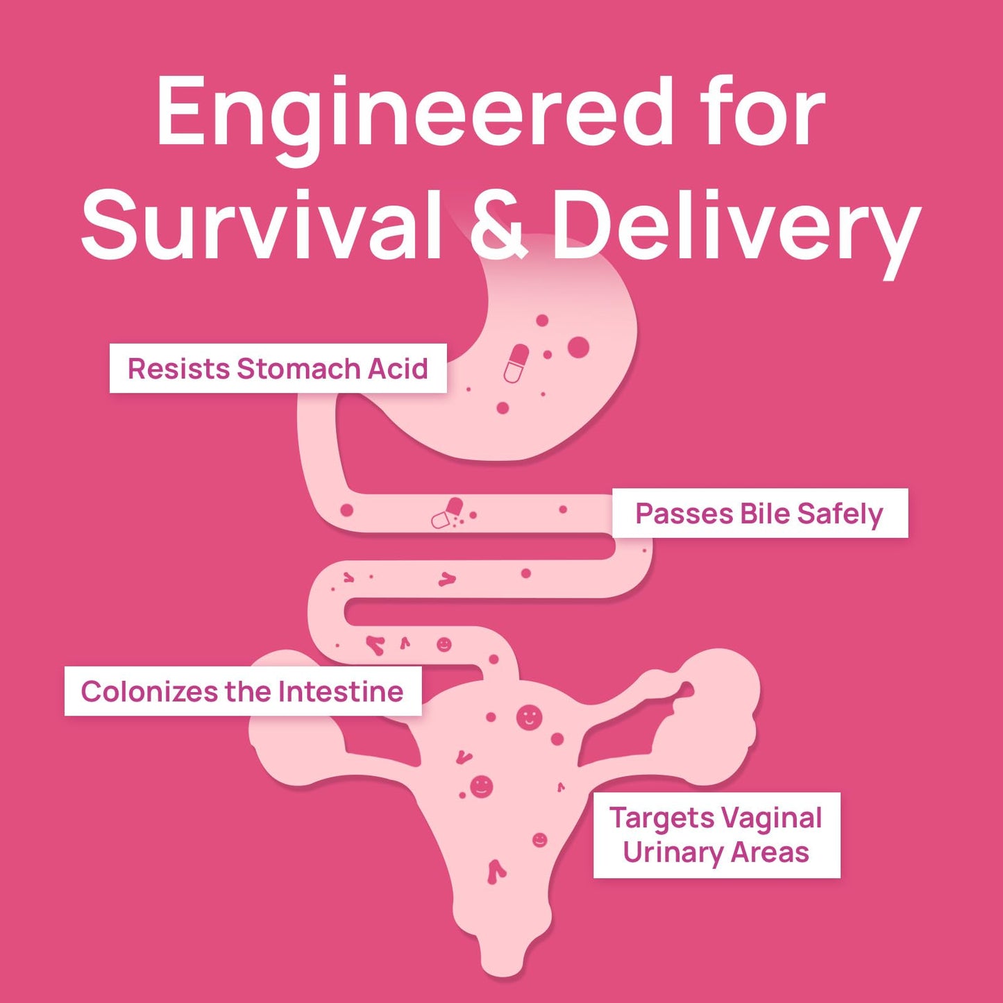 Selerb Vaginal Probiotics for Women - 50B CFU, Cranberry Prebiotics & 60 Capsules