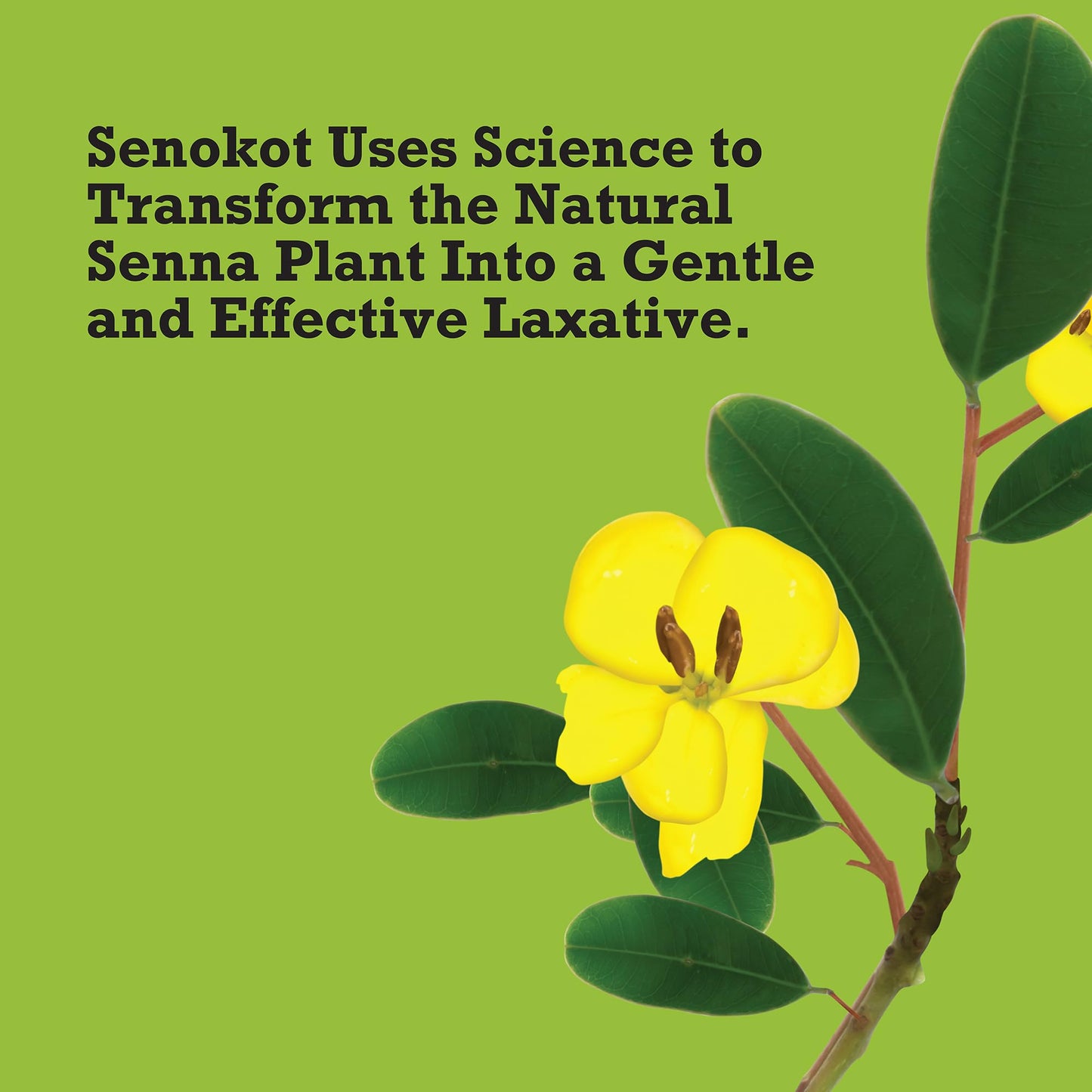 Senokot Regular Strength Senna Laxative Tablets – 100 Count for Adults