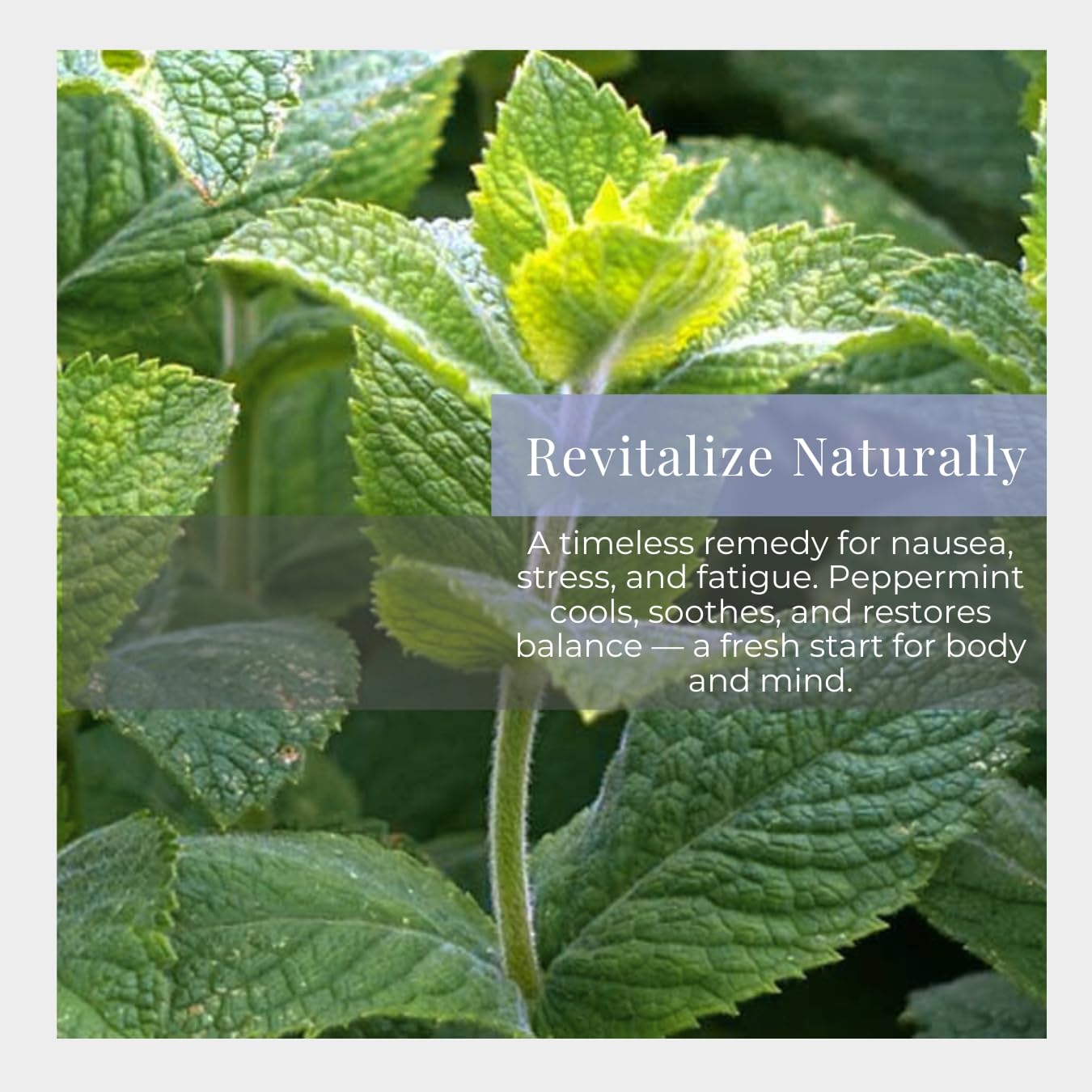 Silk Road Organic Peppermint Essential Oil Roll-On – USDA Certified, 10 ml