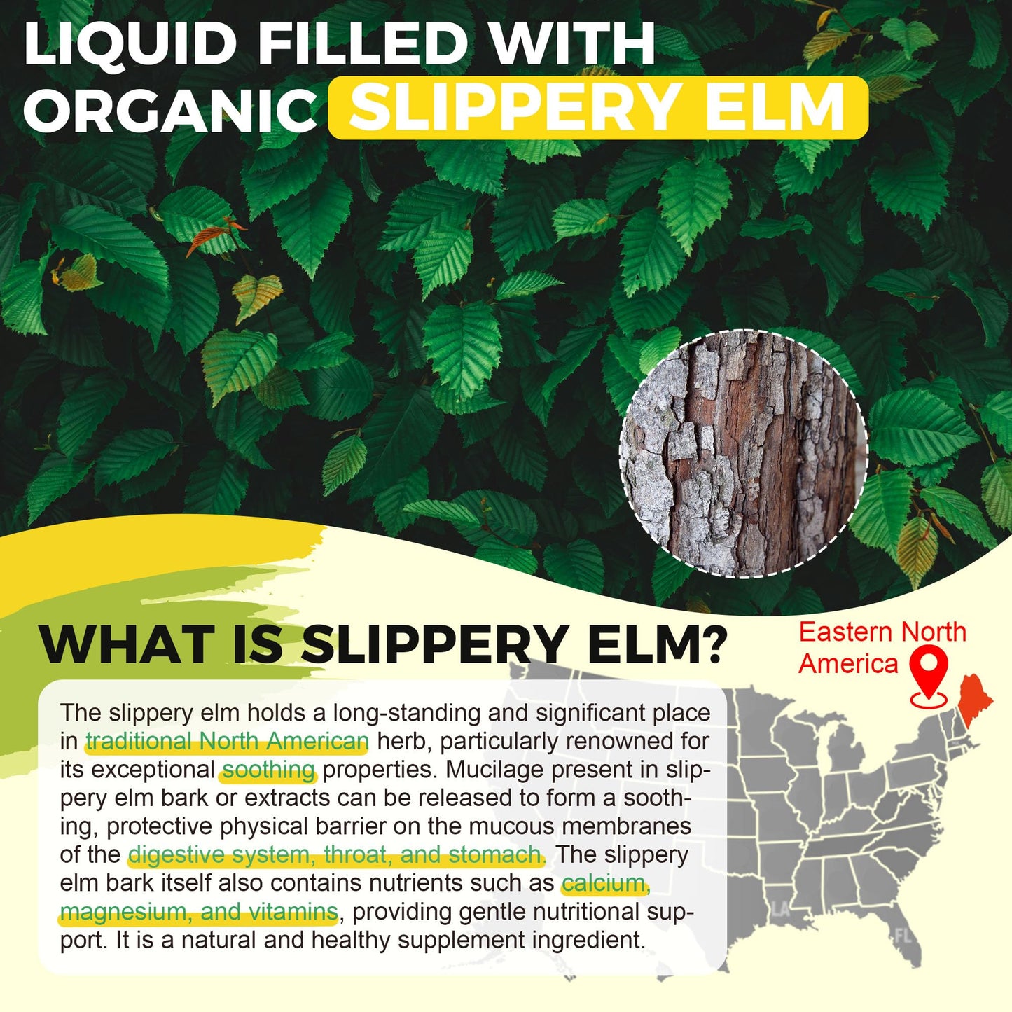 Slippery Elm Liquid Drops with Marshmallow Root & DGL – Digestive Health, Throat & Immune Support – Vegan 60ML