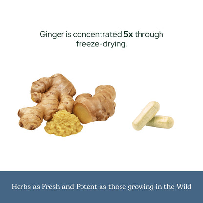 Eclectic Institute Raw Freeze-Dried Ginger - Non-GMO | Heart & Digestive Health | 90 CT
