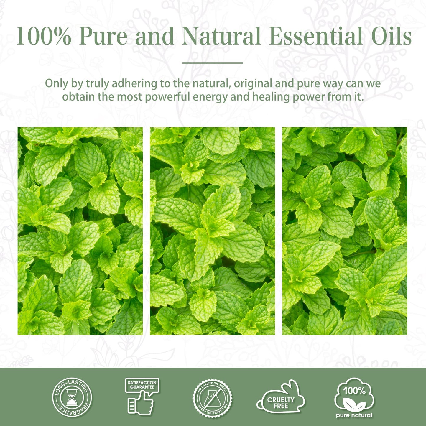 Peppermint Essential Oil 30ml | PHATOIL Pure Essential Oil Singles for Aromatherapy & DIY Crafts