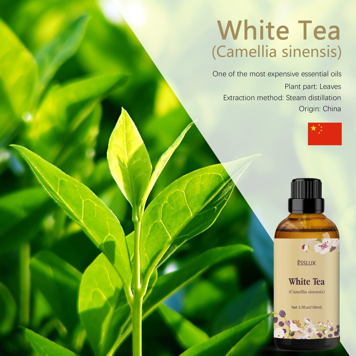 White Tea Essential Oil 100ml | ESSLUX Aromatherapy