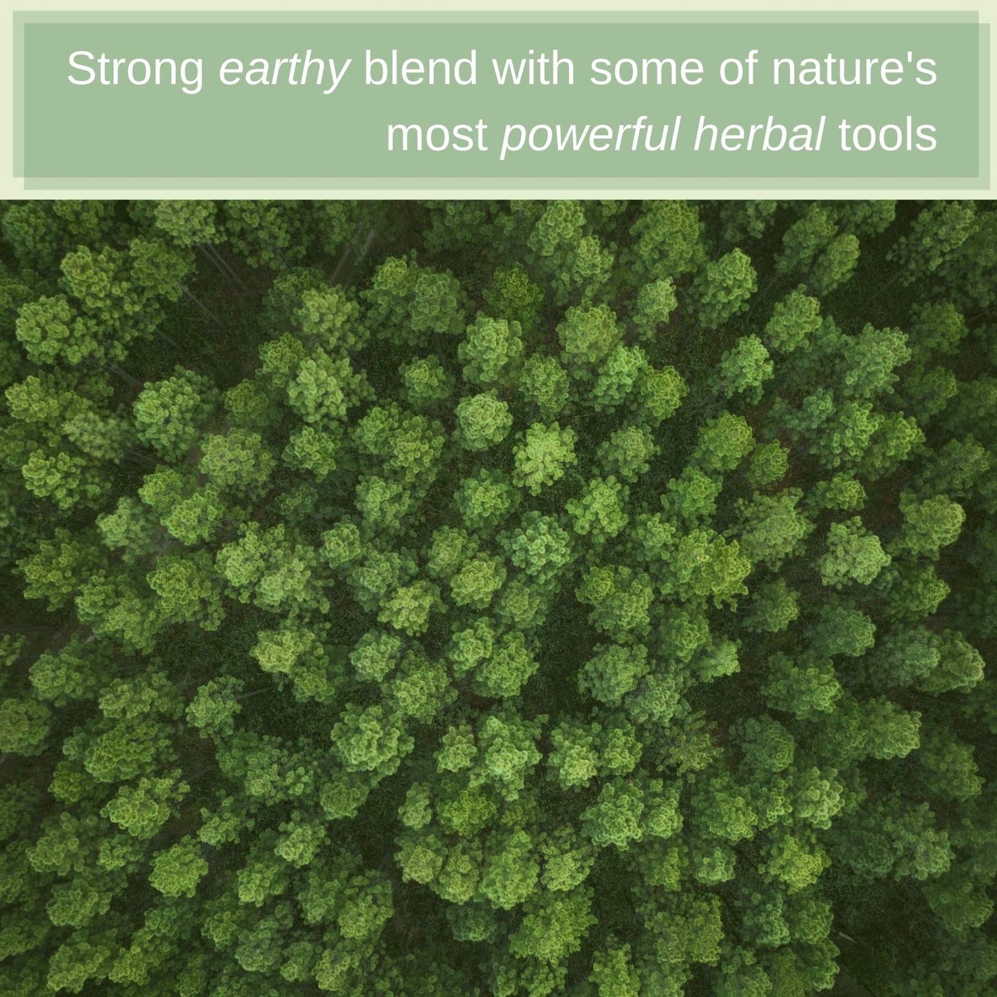 SpeedyVite® Blood Lifeboost Tea - Supports Waste Removal from Bloodstream*