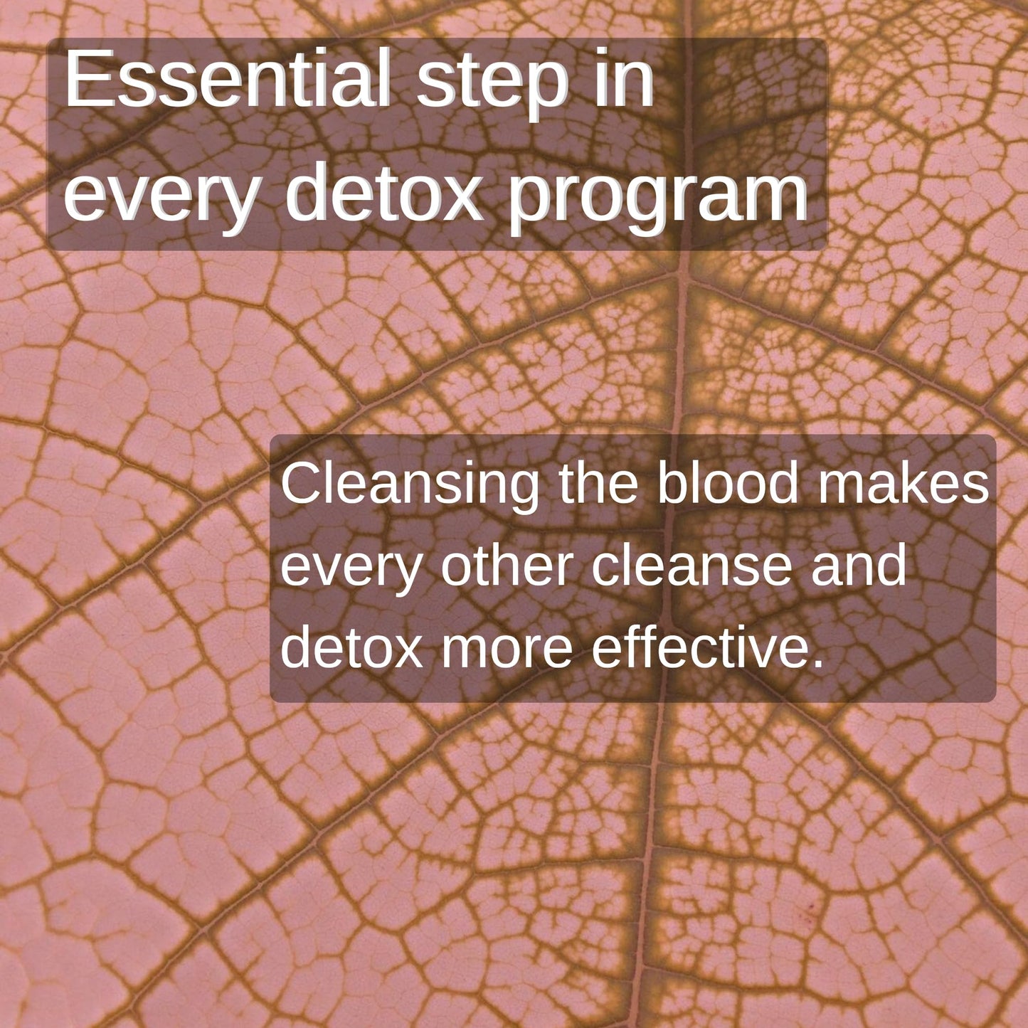 SpeedyVite Blood Cleansing LifeBoost Tea Organic – Herbal Immune Support