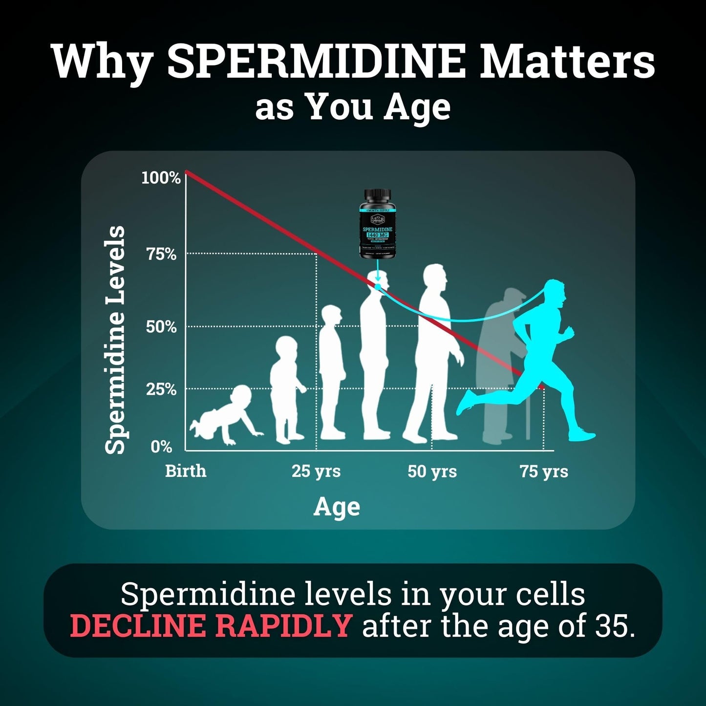 Spermidine Supplement 1440mg – 99% Pure, 4 Months Supply for Cellular Health
