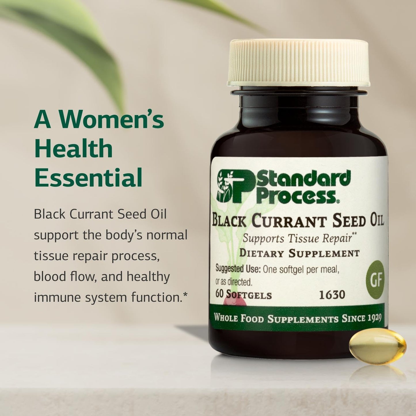 Black Currant Seed Oil by Standard Process – Supports Blood Flow, Immune Function & Tissue Health | Gluten-Free | 60 Softgels