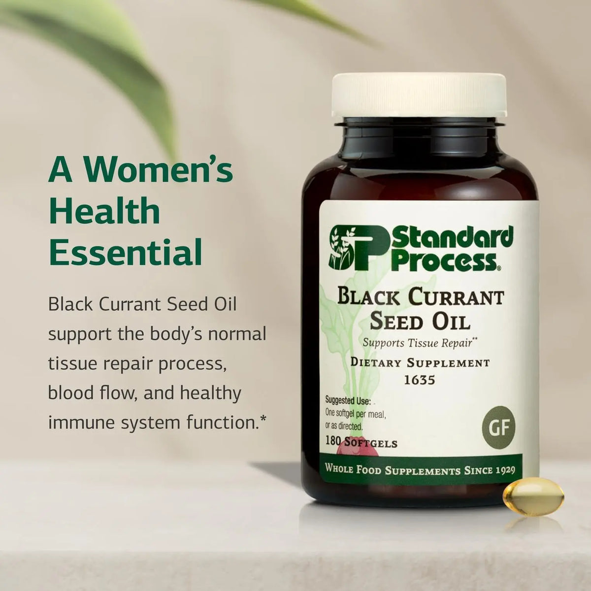 Standard Process Black Currant Seed Oil Dietary Supplement – Gluten-Free Immune & Tissue Support | 180 Softgels BritishVita | Premium UK Vitamins & Wellness Supplements