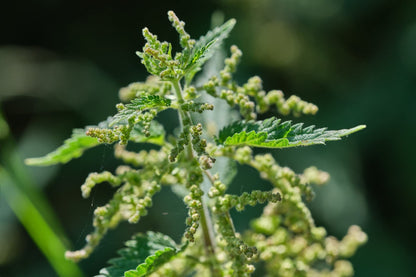 Stinging Nettle Seeds (Urtica dioica) – 0.7oz/20g, Germany | Gluten Free & Non-GMO