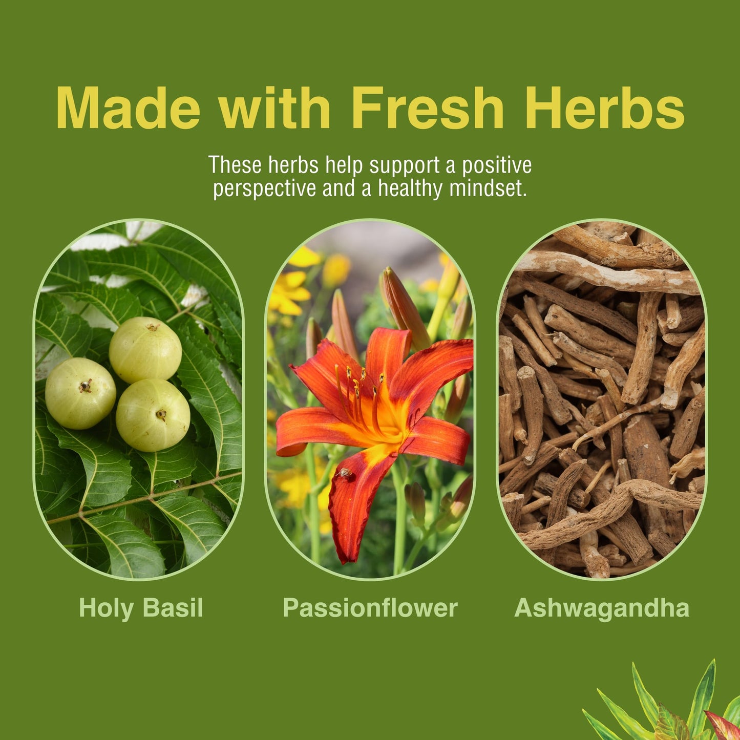 Herbs Etc. Stress ReLeaf - Herbal Stress Support Supplement | Relaxation & Gluten-Free | 60 Softgels (60 Servings)