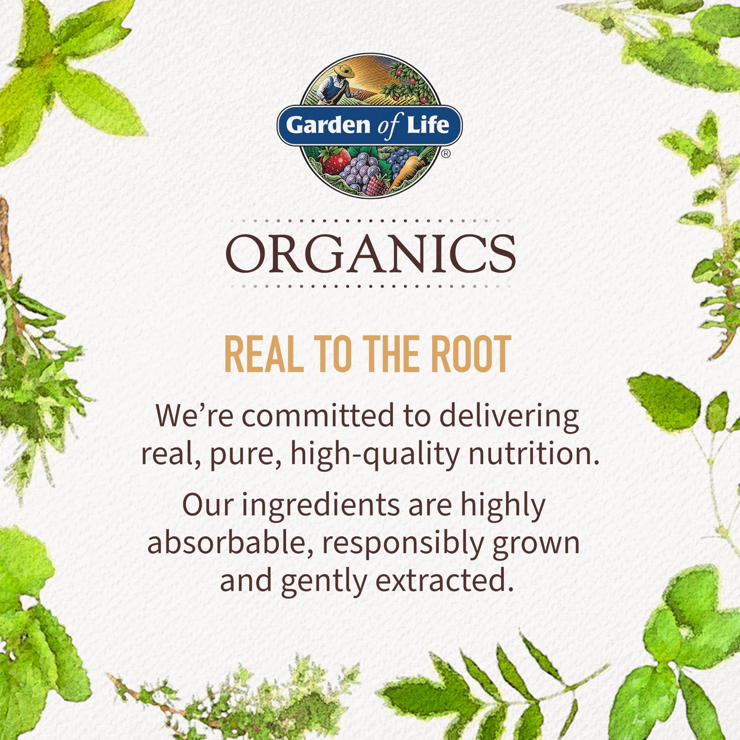 Garden of Life Organics Elderberry Immune Syrup – Sugar Free, 6.59 floz (195 mL) for Kids & Adults