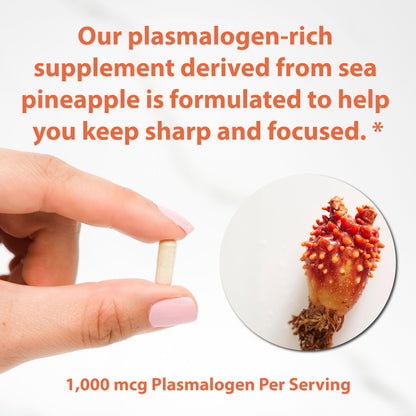Sun Neuro Nootropic Brain Supplement | Plasmalogen Boost from Sea Pineapples | 180 Caps