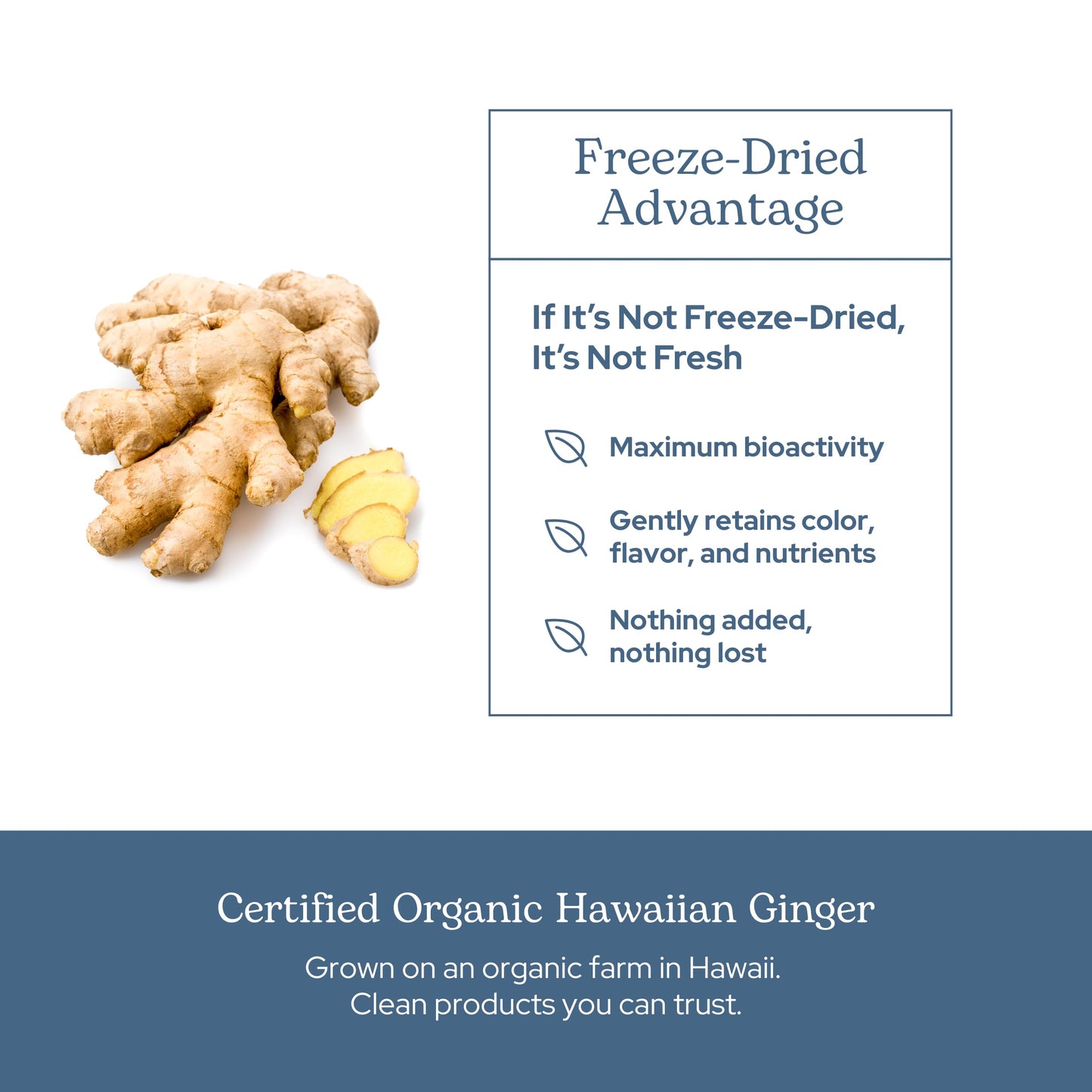 Eclectic Institute Raw Freeze-Dried Ginger - Non-GMO | Heart & Digestive Health | 90 CT