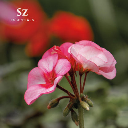 Sz Essentials – Geranium Rosé Essential Oil 5mL – 100% Pure & Natural (Pelargonium graveolens var. roseum) – Vegan & Therapeutic Grade