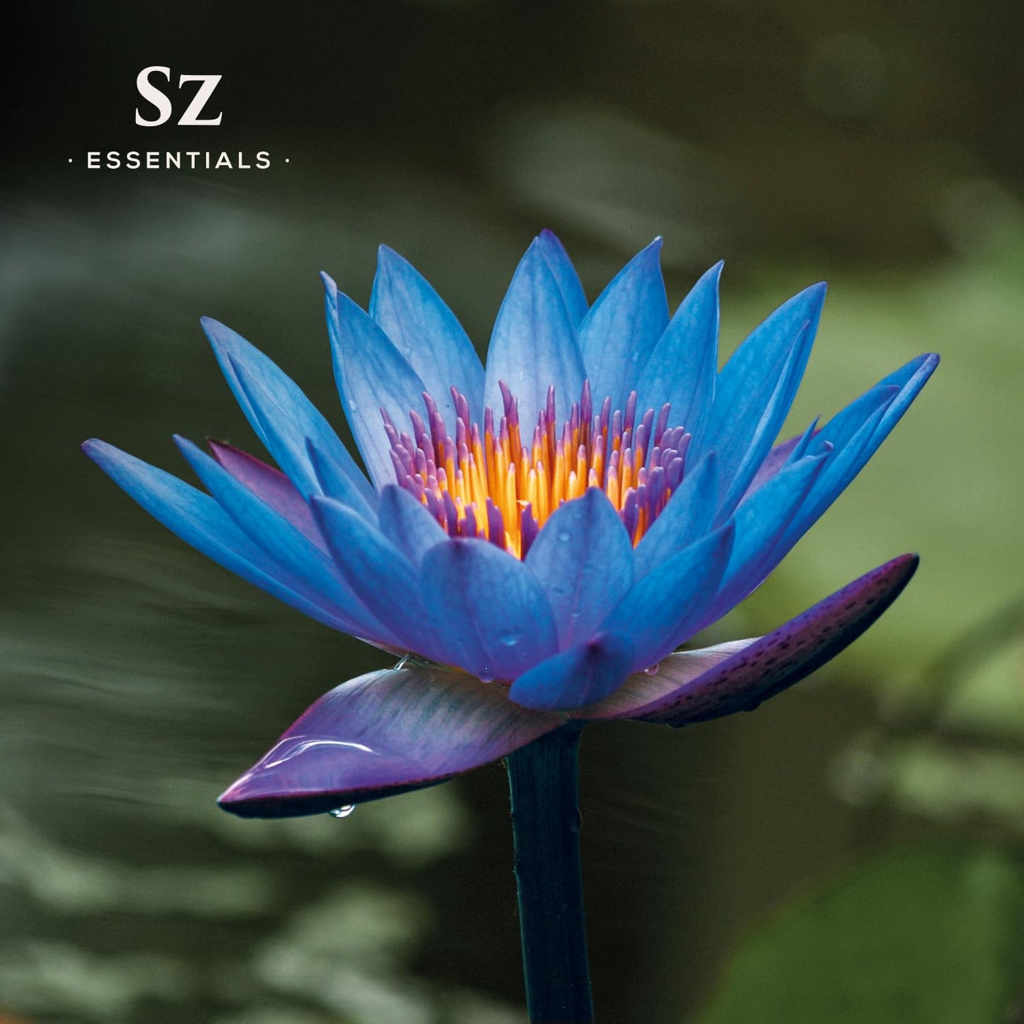 SZ Essentials Blue Lotus Essential Oil – 100% Pure & Therapeutic Grade (5ml)