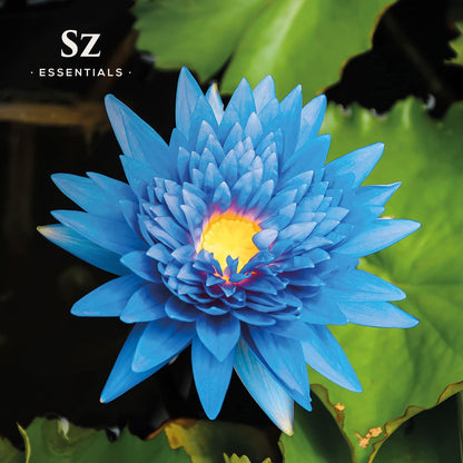 SZ Essentials Blue Lotus Essential Oil – 100% Pure & Therapeutic Grade (5ml)