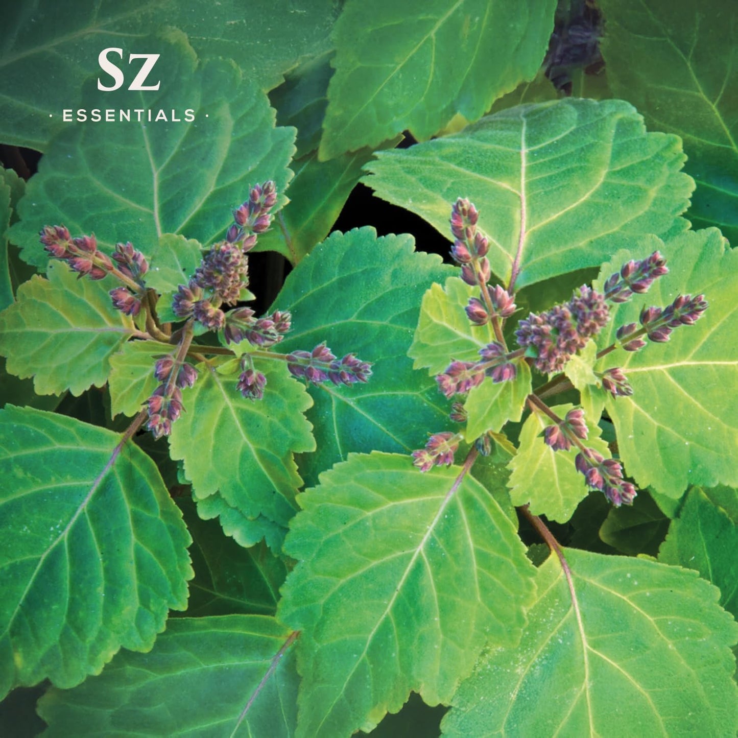 Sz Essentials 5-Year Aged Dark Patchouli Essential Oil – Premium Therapeutic Grade, 0.17 fl oz
