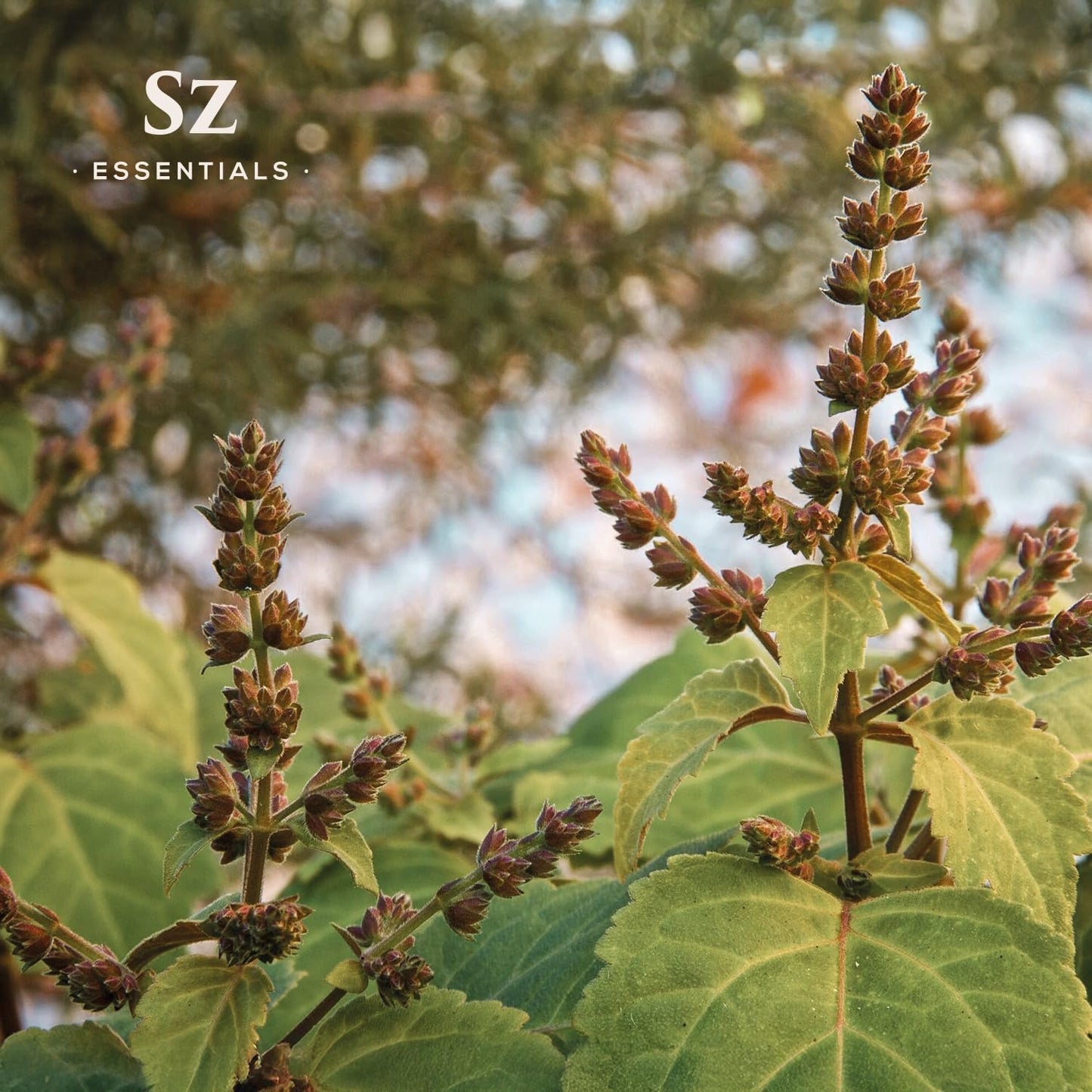 Sz Essentials 5-Year Aged Dark Patchouli Essential Oil – Premium Therapeutic Grade, 0.17 fl oz