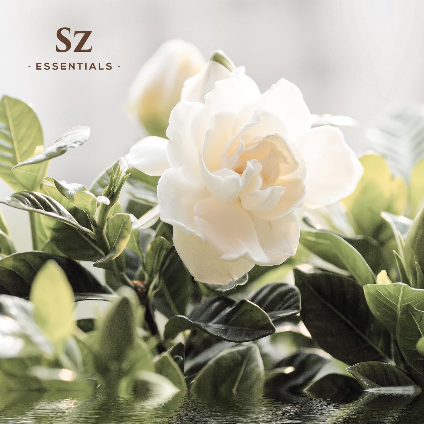 SZ Essentials Gardenia 100% Pure Essential Oil | Gardenia Jasminoides | Floral Sweet Scent • Therapeutic Grade & Vegan • 0.17oz (5ml)