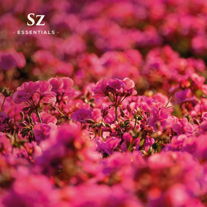 Sz Essentials – Geranium Rosé Essential Oil 5mL – 100% Pure & Natural (Pelargonium graveolens var. roseum) – Vegan & Therapeutic Grade