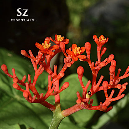 SZ Essentials Ginseng Essential Oil - 100% Pure Korean Red Panax (5ml) | Therapeutic Grade & Vegan
